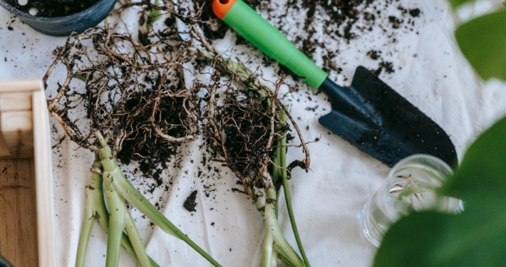 Kleurtrends voor de tuin in 2025