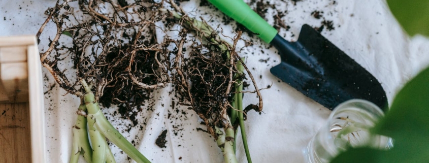 Kleurtrends voor de tuin in 2025